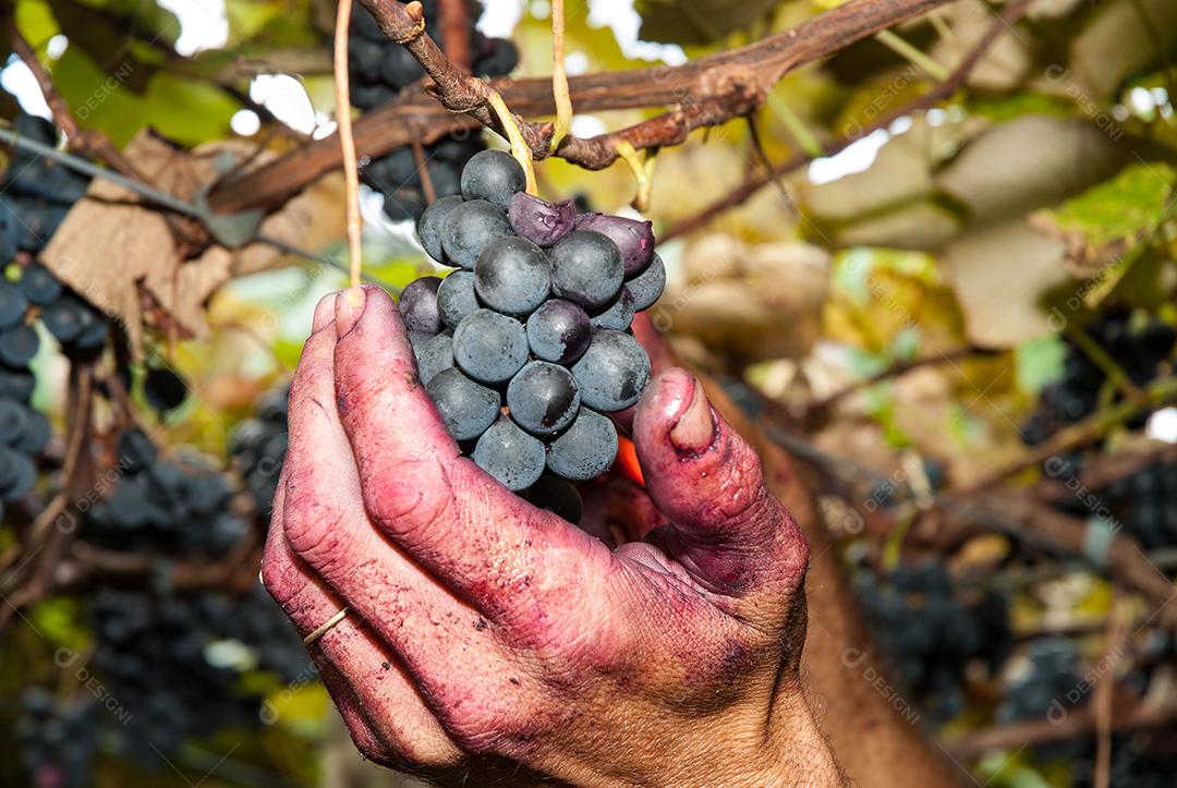Colheita de uva, propriedade Eugenio Batisti, Major Gercino - Pinheiral - Santa Catarina-