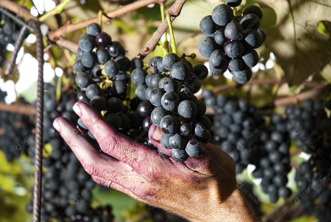 Colheita de uva, propriedade Eugenio Batisti, Major Gercino - Pinheiral - Santa Catarina-