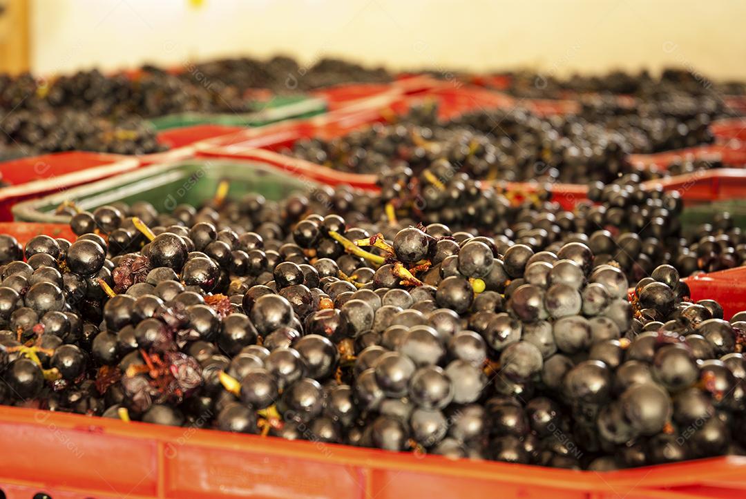 Colheita de uva, propriedade Eugenio Batisti, Major Gercino - Pinheiral - Santa Catarina-