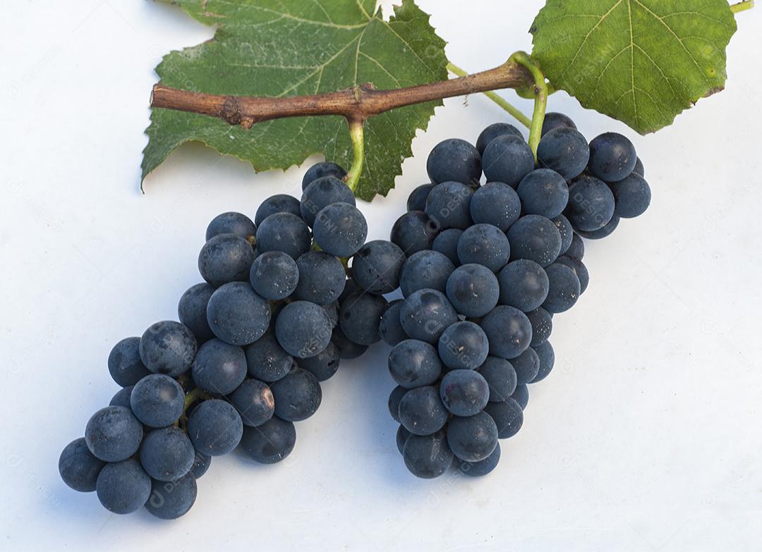 Colheita de uva, propriedade Eugenio Batisti, Major Gercino - Pinheiral - Santa Catarina-