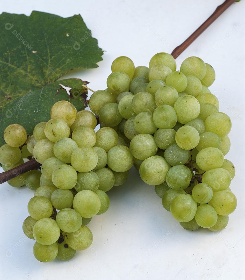 Colheita de uva, propriedade Eugenio Batisti, Major Gercino - Pinheiral - Santa Catarina-