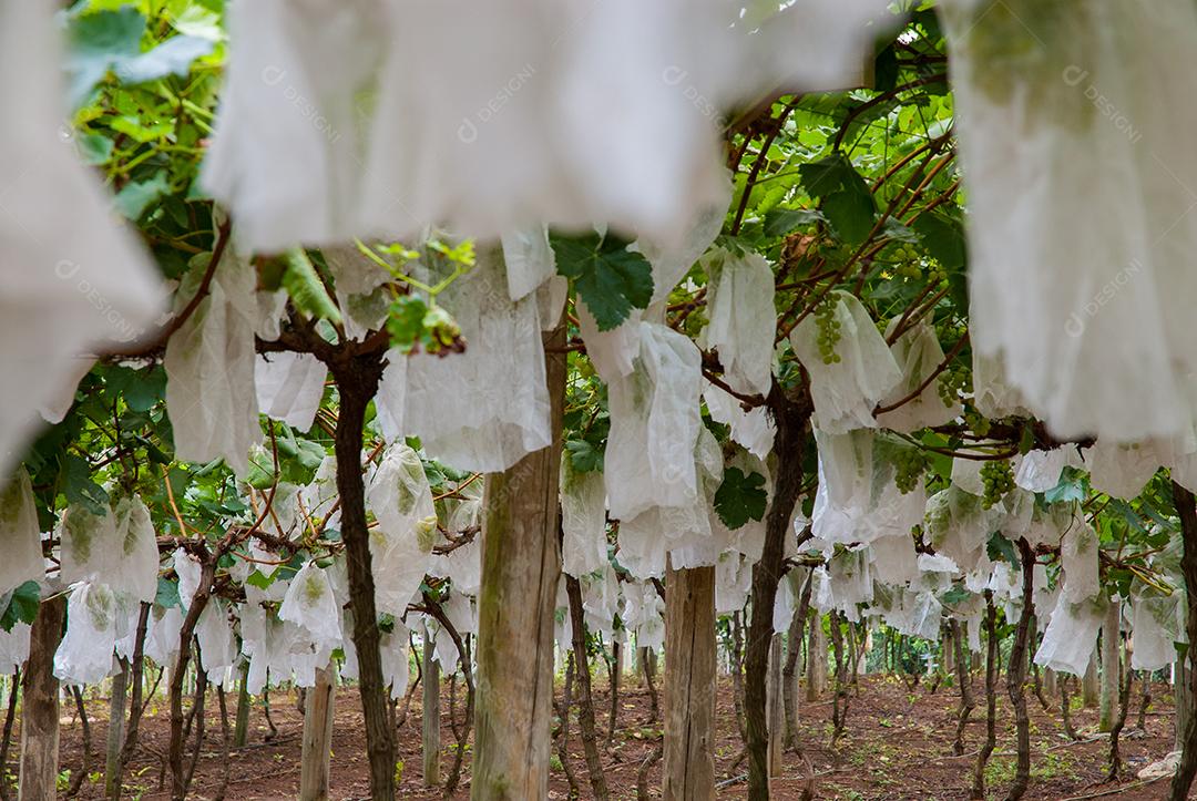Comida uvas frutas alimentos saudaveis vinhedo