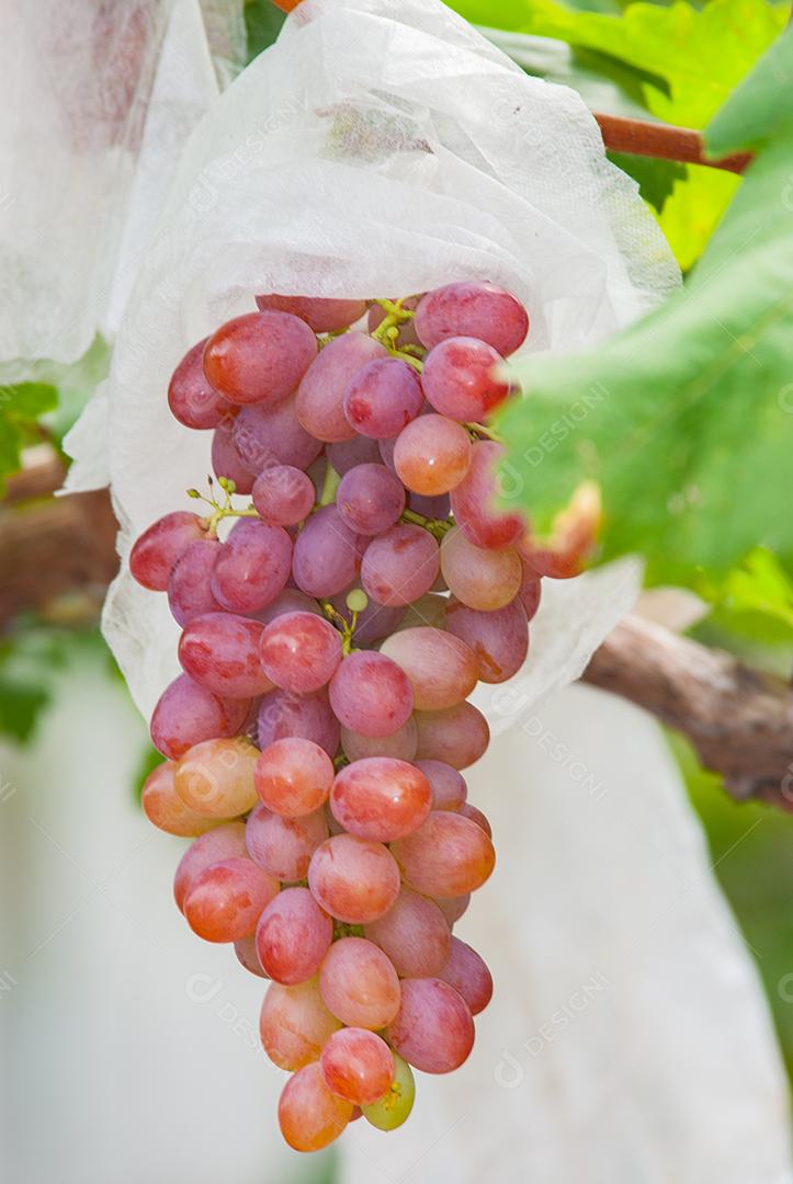 Comida uvas frutas alimentos saudaveis vinhedo