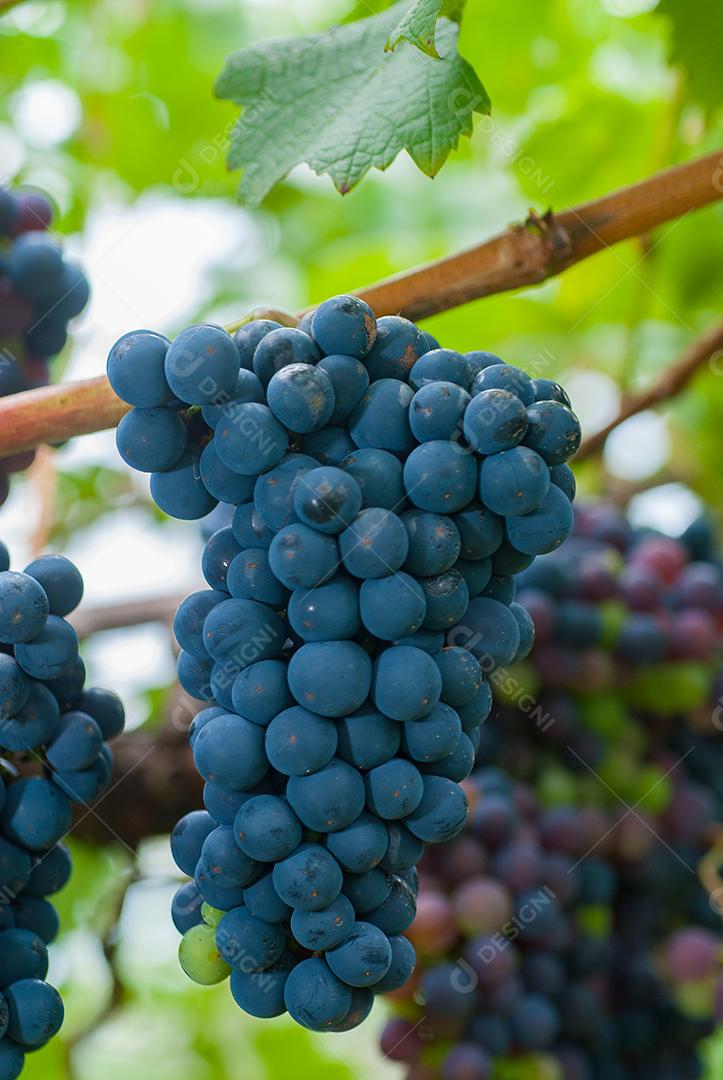 Comida uvas frutas alimentos saudaveis vinhedo