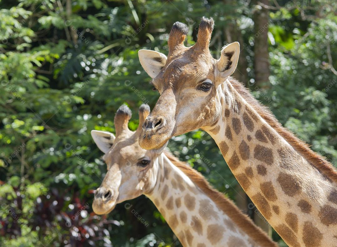 Retrato de um par de girafas.