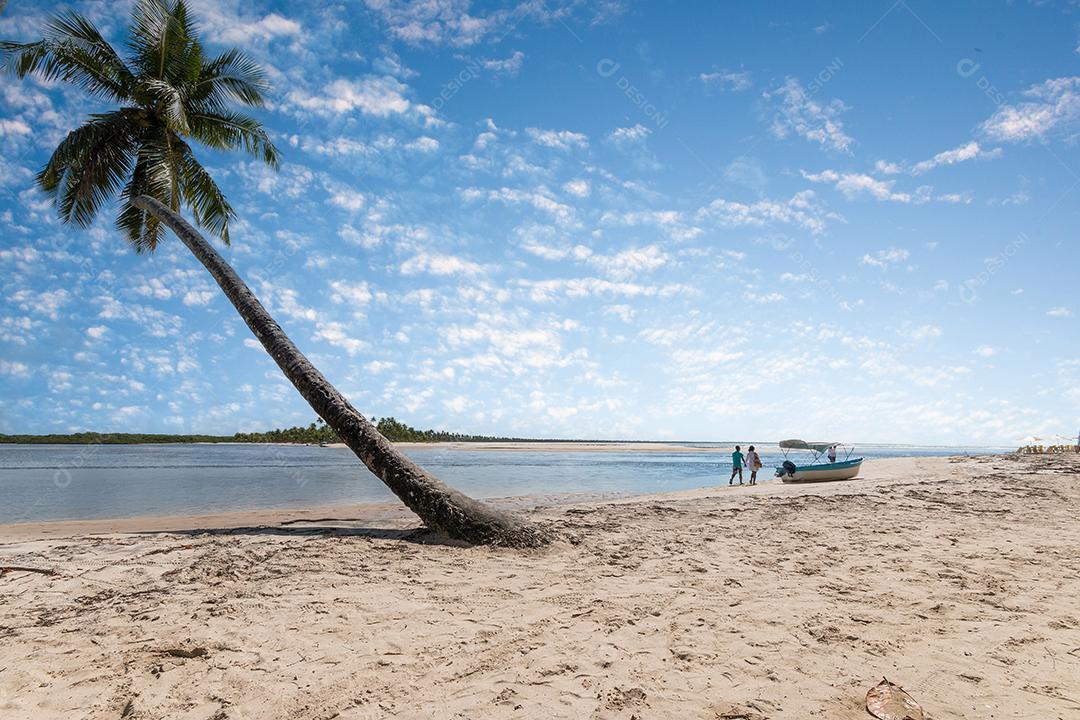 Praia tropical com coqueiros inclinados na Ilha de Boipeba Bahia Brasil.