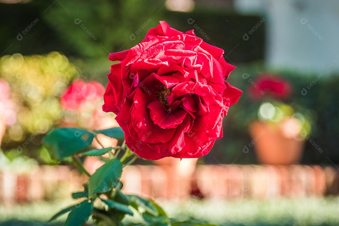 Rosa espanhola vermelha.