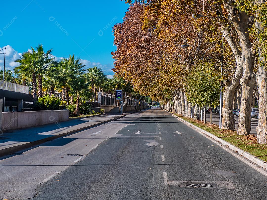 Avenida vazia em Málaga com árvores de outono.