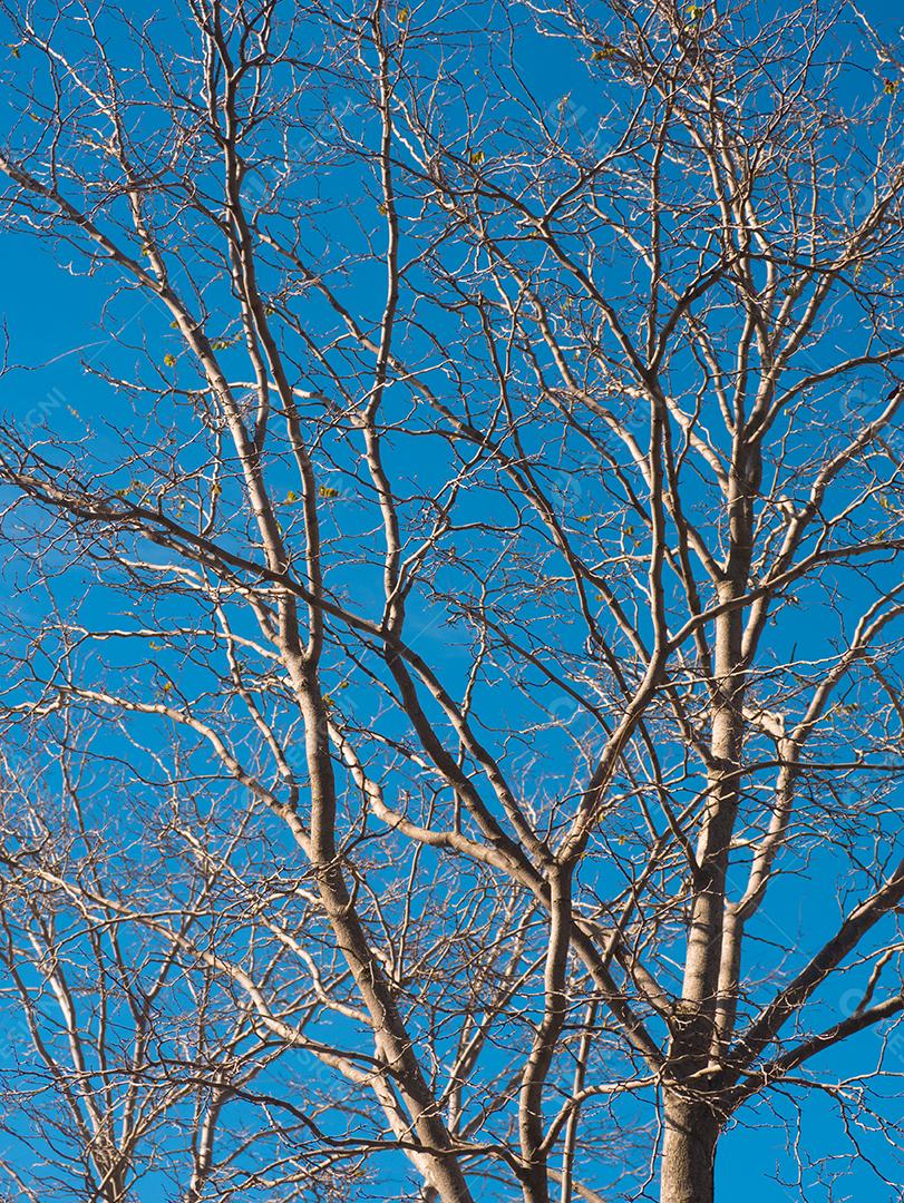 Vista de uma velha árvore branca sem folhas em um céu azul.
