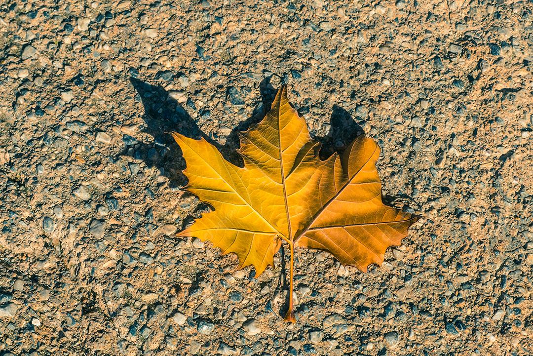 Vista superior de um bordo de folha laranja.