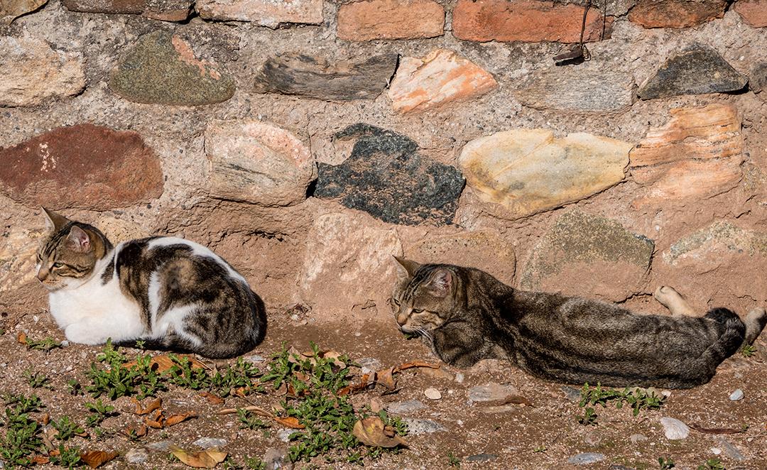 dois gatos deitados em frente a um muro de pedra.