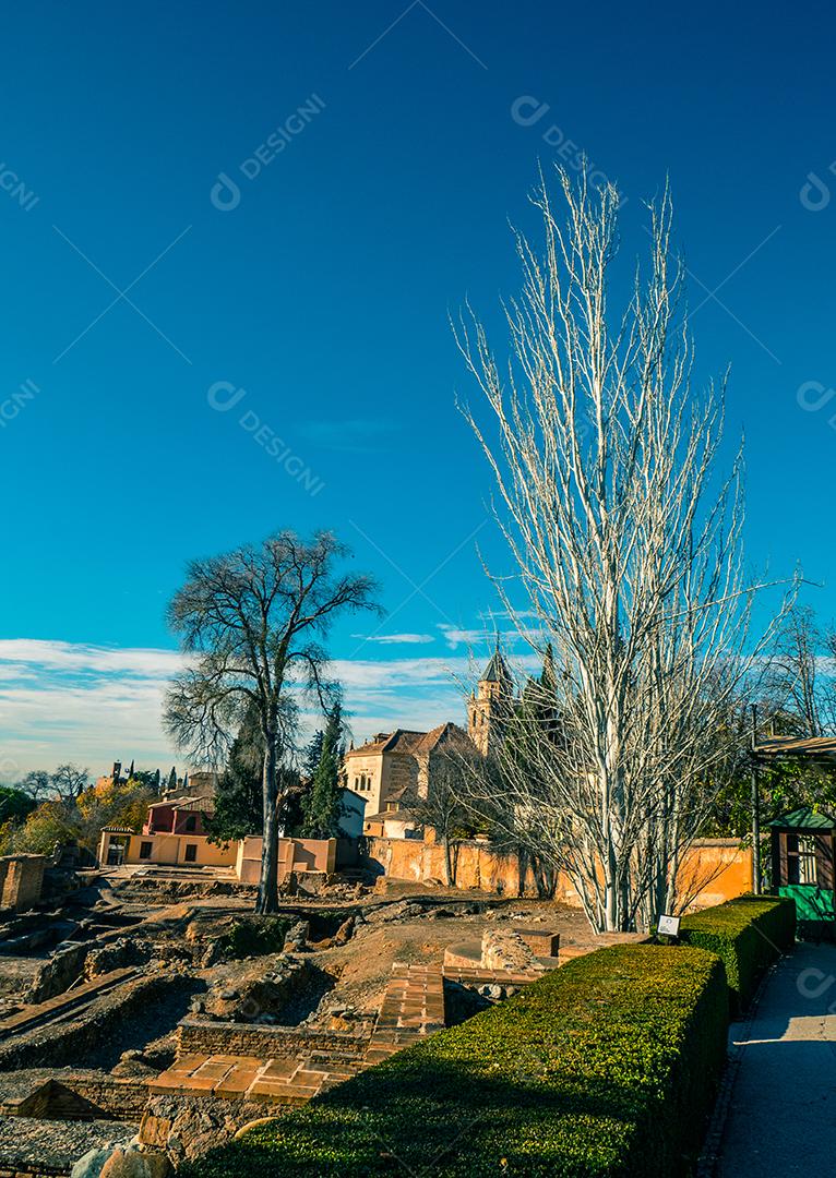 Velha árvore branca no Jardim. Paisagem
