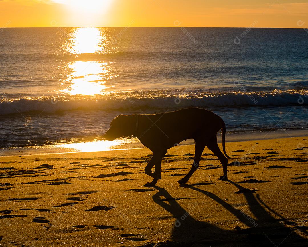 Silhueta de cachorro andando na praia ao pôr do sol.