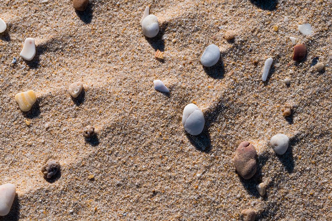 Grupo de conchas na areia da praia
