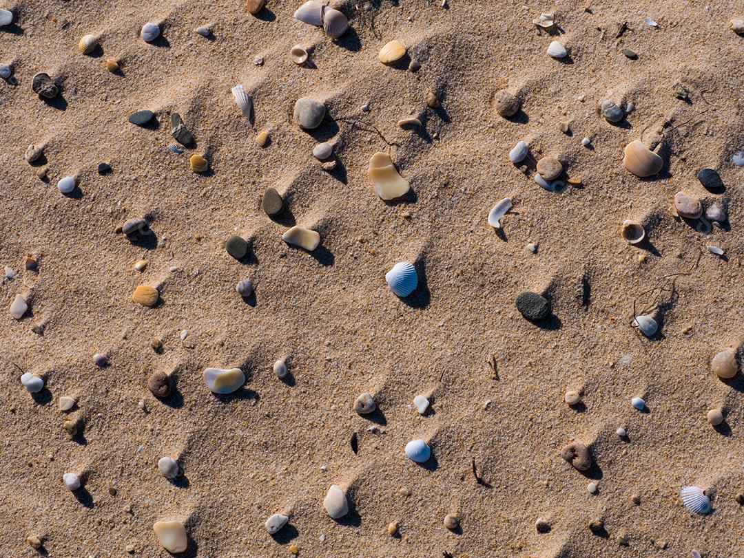Grupo de conchas na areia da praia