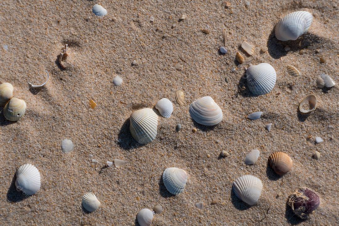 Grupo de conchas na areia da praia