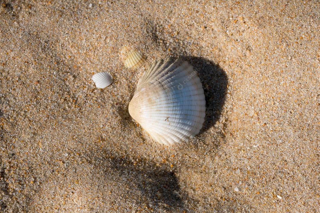 Grupo de conchas na areia da praia