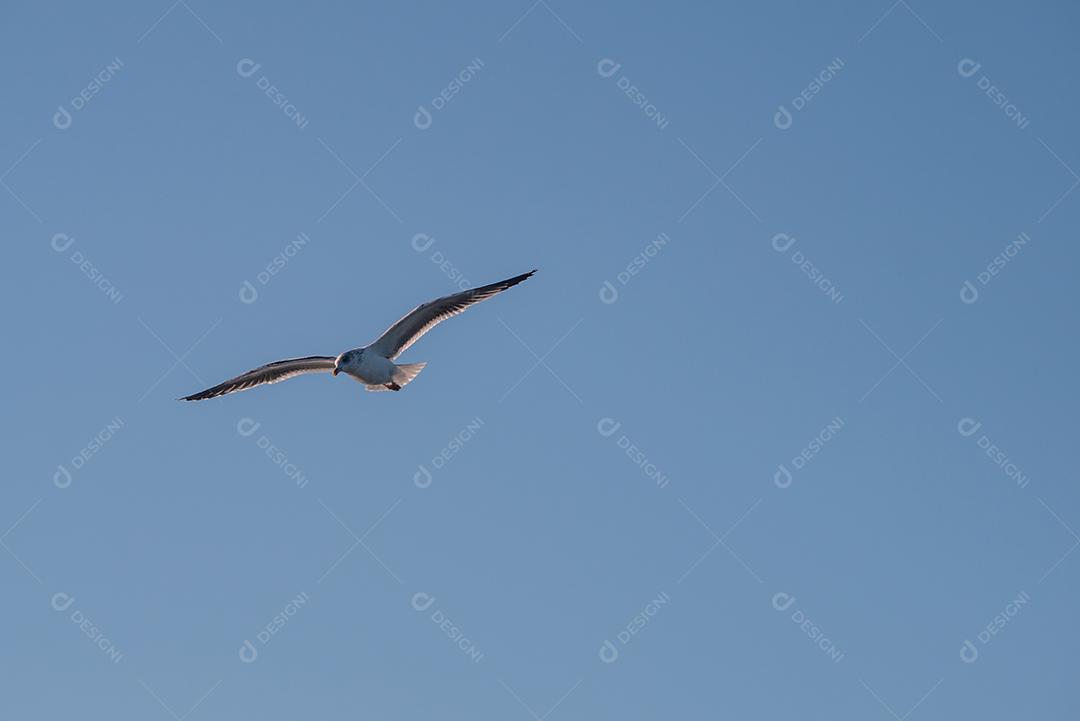 gaivota voando no céu azul.