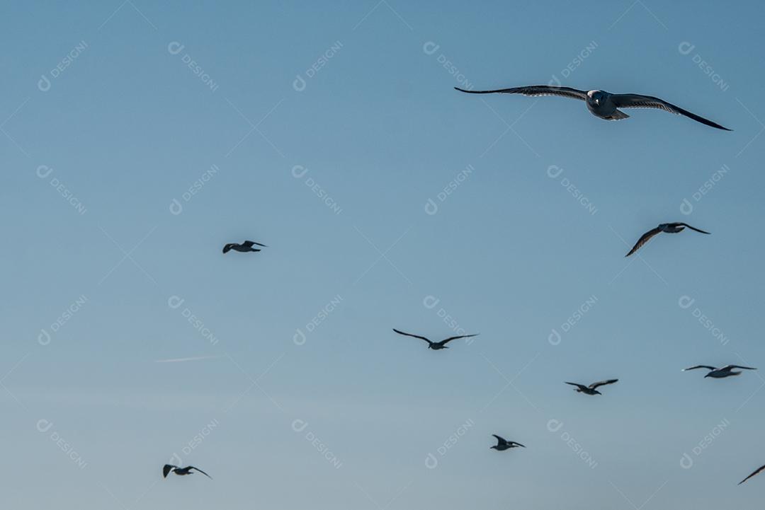 Grupo de gaivotas voando no céu azul.