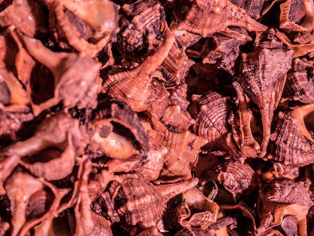 marisco marrom no mercado de frutos do mar.