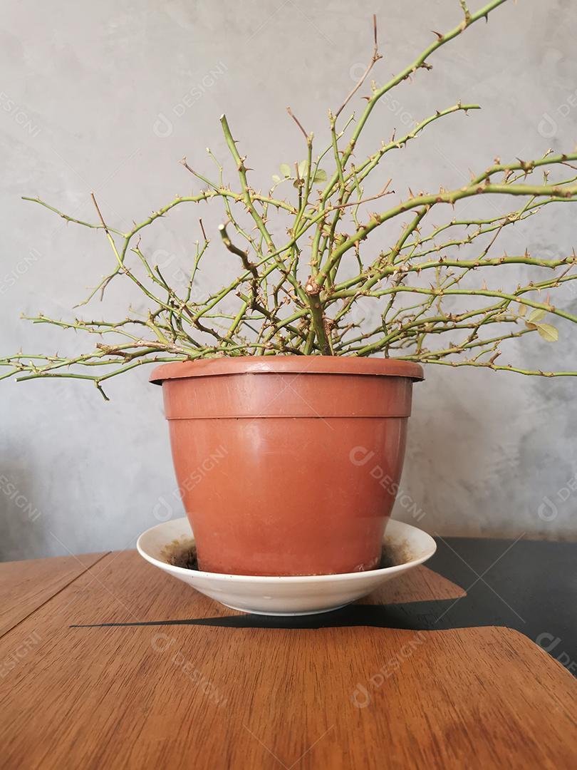 Rosa apenas com espinhos em um vaso.
