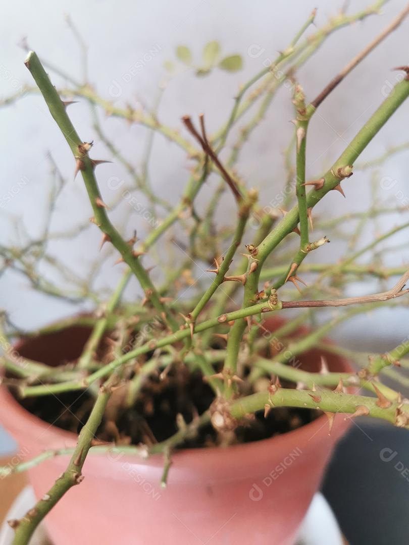 Rosa apenas com espinhos em um vaso.