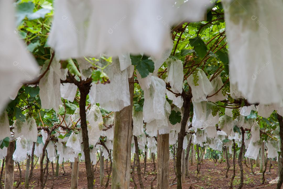 Vinícola Santa Augusta