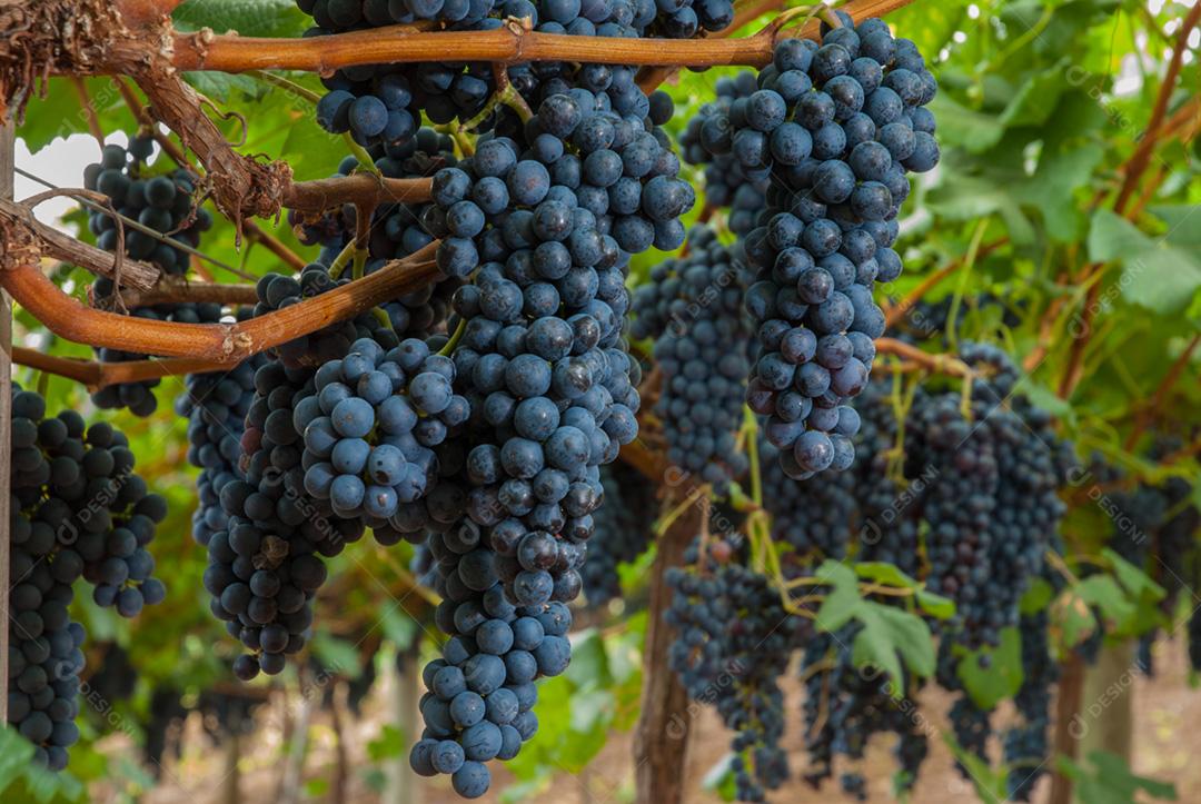 Vinícola Santa Augusta