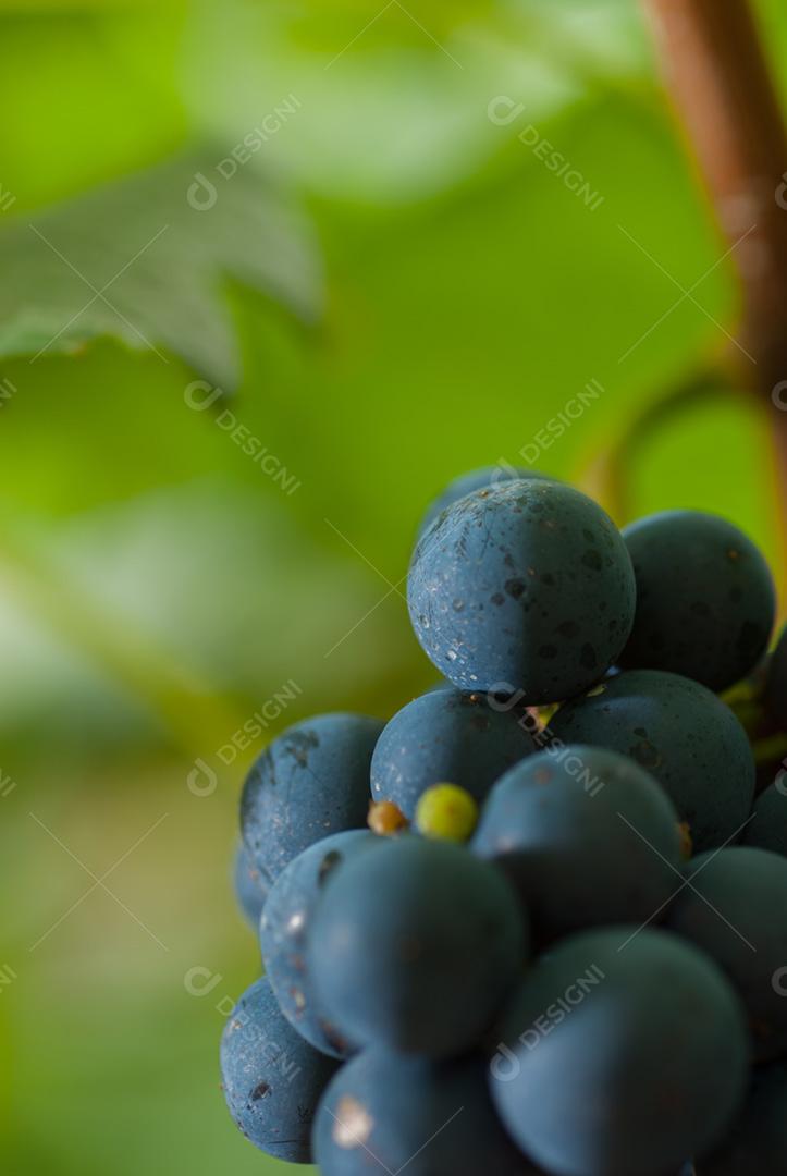 Vinícola Santa Augusta