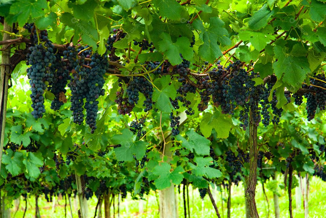 Vinícola Santa Augusta