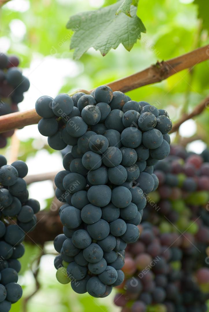 Vinícola Santa Augusta