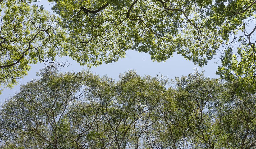 Detalhes de árvores mostrando galhos altos na frente de um céu azul.