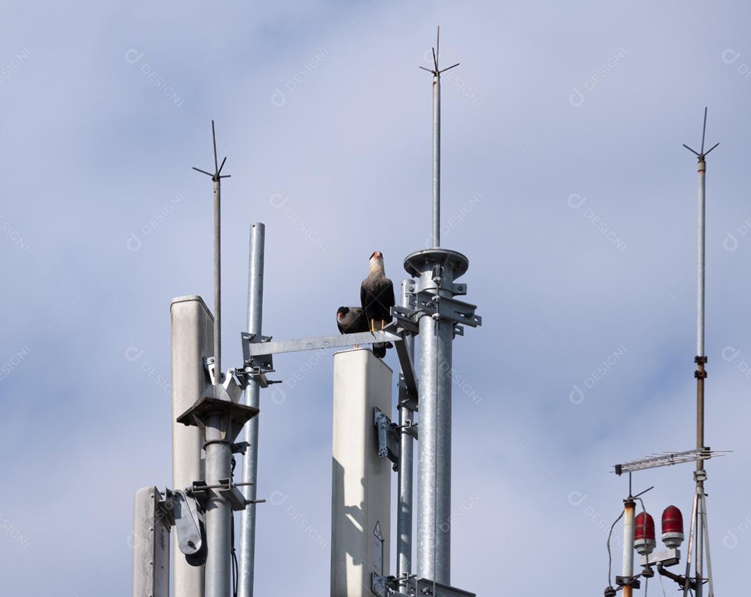 Carcaras empoleirados em uma antena sobre um prédio em frente à nuvem