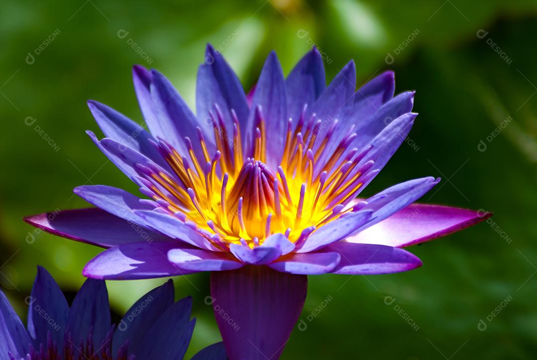 Flor de lótus Plantas flores