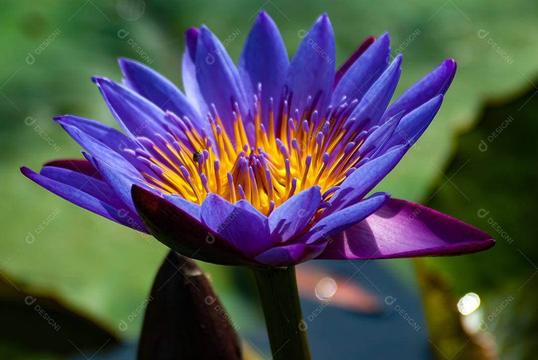 Flor de lótus Plantas flores