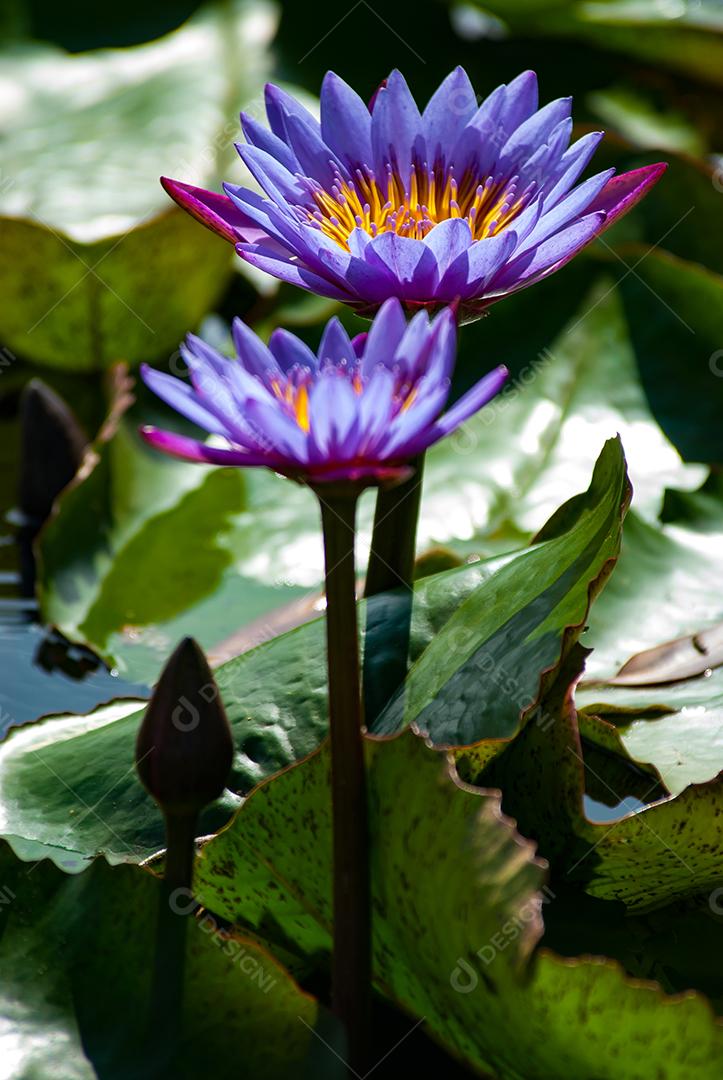 Flor de lótus Plantas flores