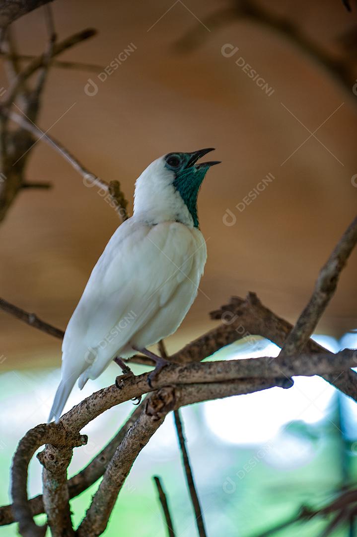 Passaros branco encima de galhos arvores