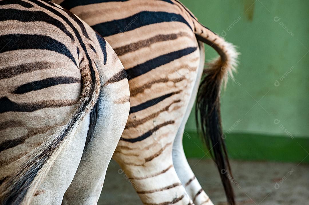 Animal Zebra sobre zoologico