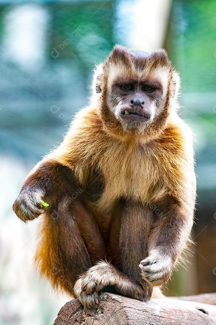 Animal macaco sobre zoologico dia ensolarado