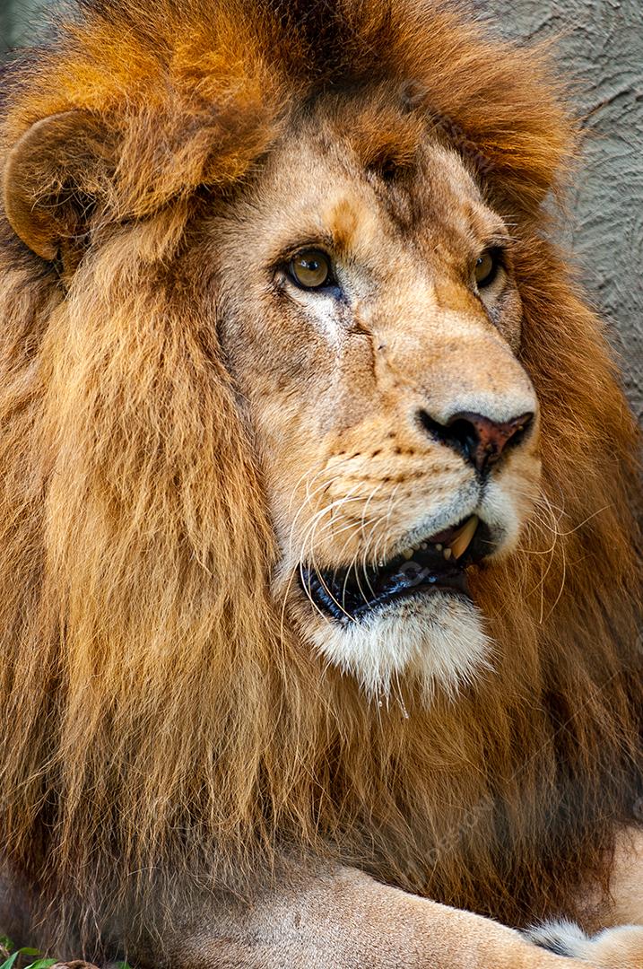 Animal selvagem leão sobre zoologico floresta