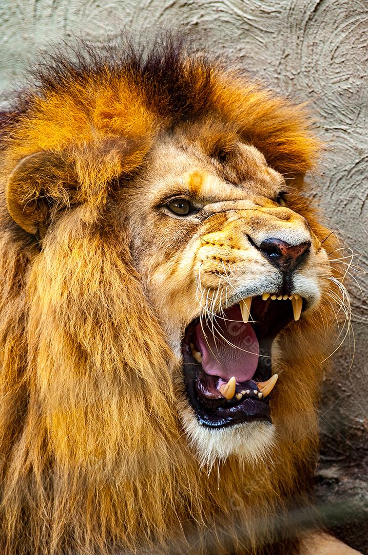 Animal selvagem leão sobre zoologico floresta