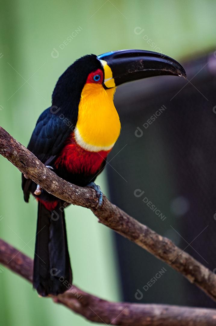 Passaros aguia Tucano-de-bico-preto encima de galhos de arvore