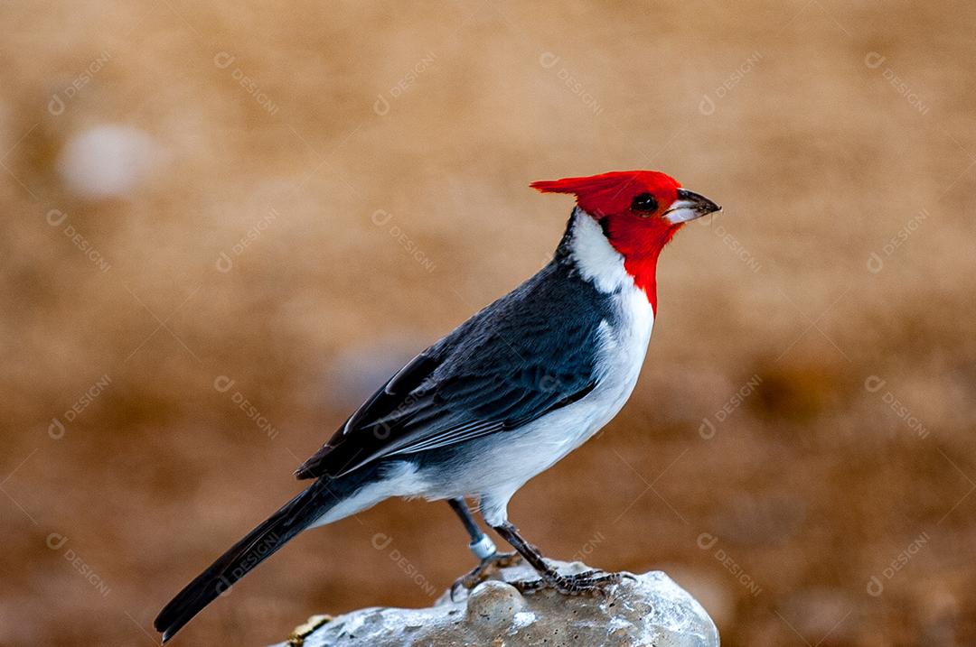 Cardeal-de-topete- aves passaros sobre galhos arvores