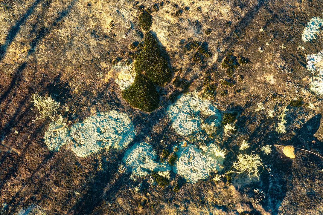 Textura madeira troncos pau arvores floresta