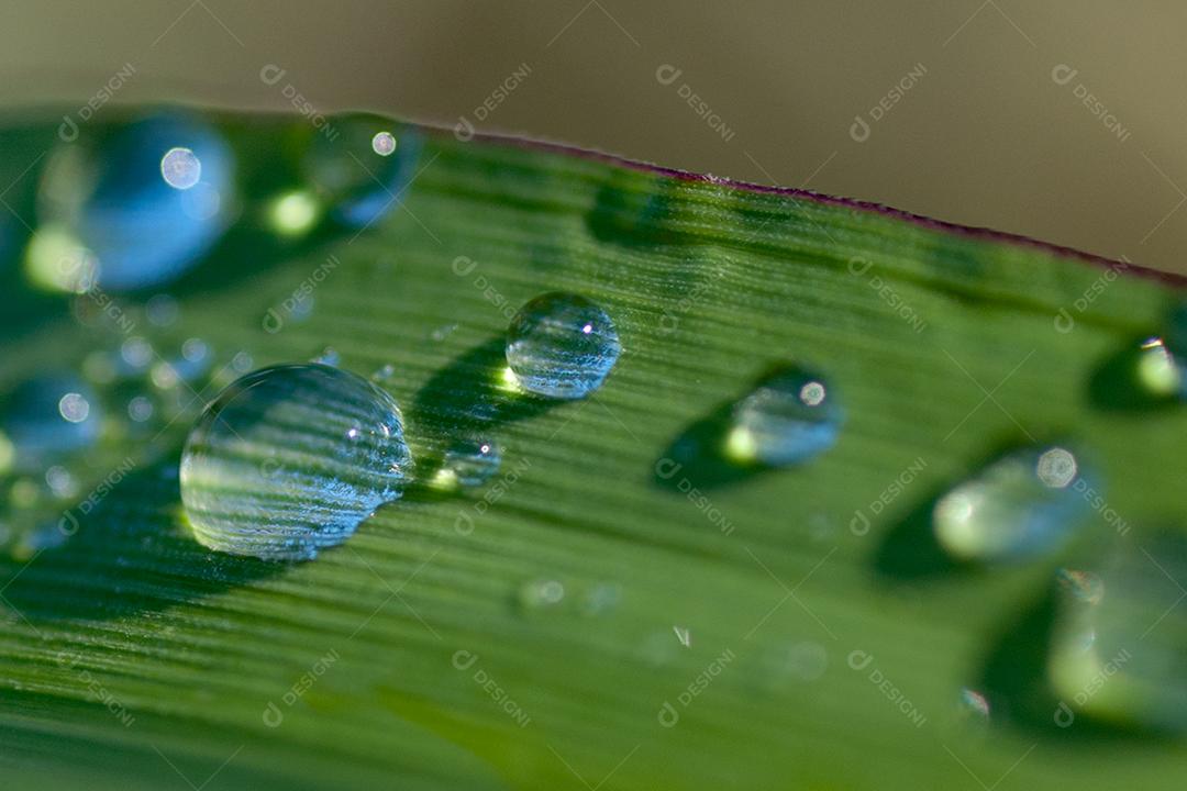 Folhas verde floresta Respingos de água gotas chuvas