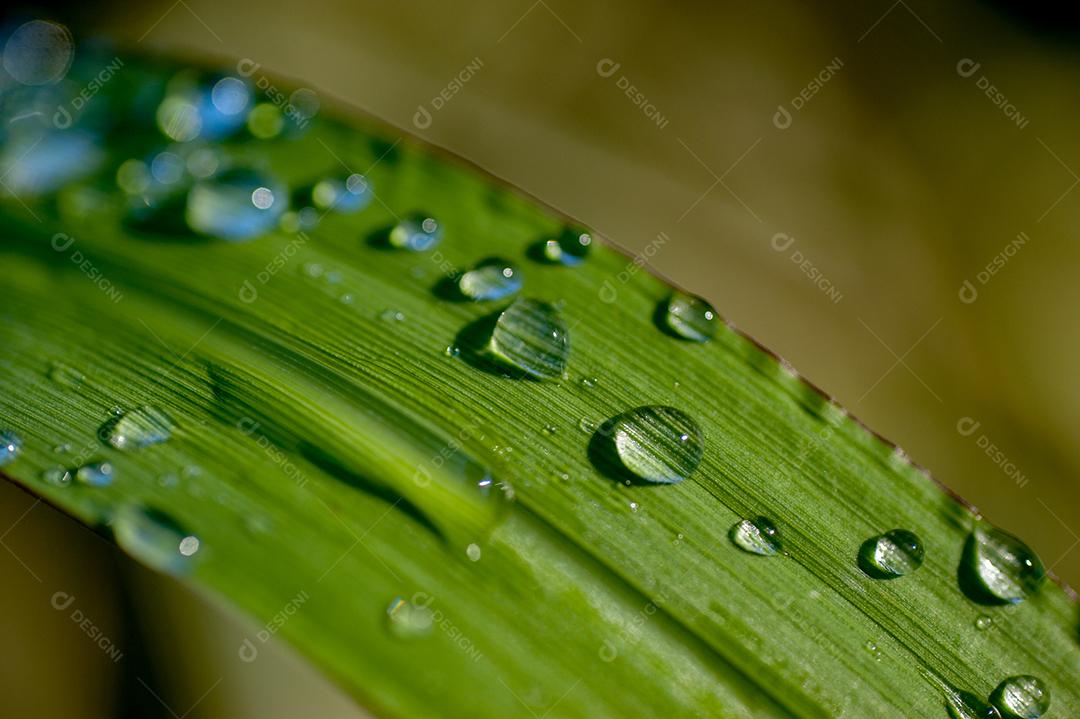 Folhas verde floresta Respingos de água gotas chuvas