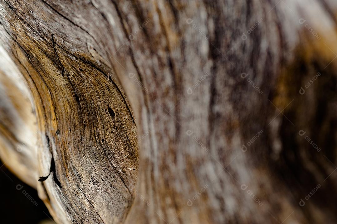 Textura madeira troncos pau arvores floresta