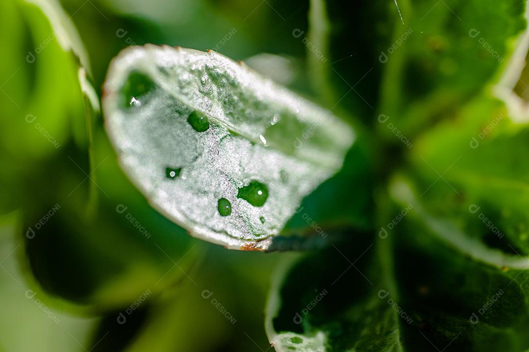 Folhas verde floresta Respingos de água gotas chuvas