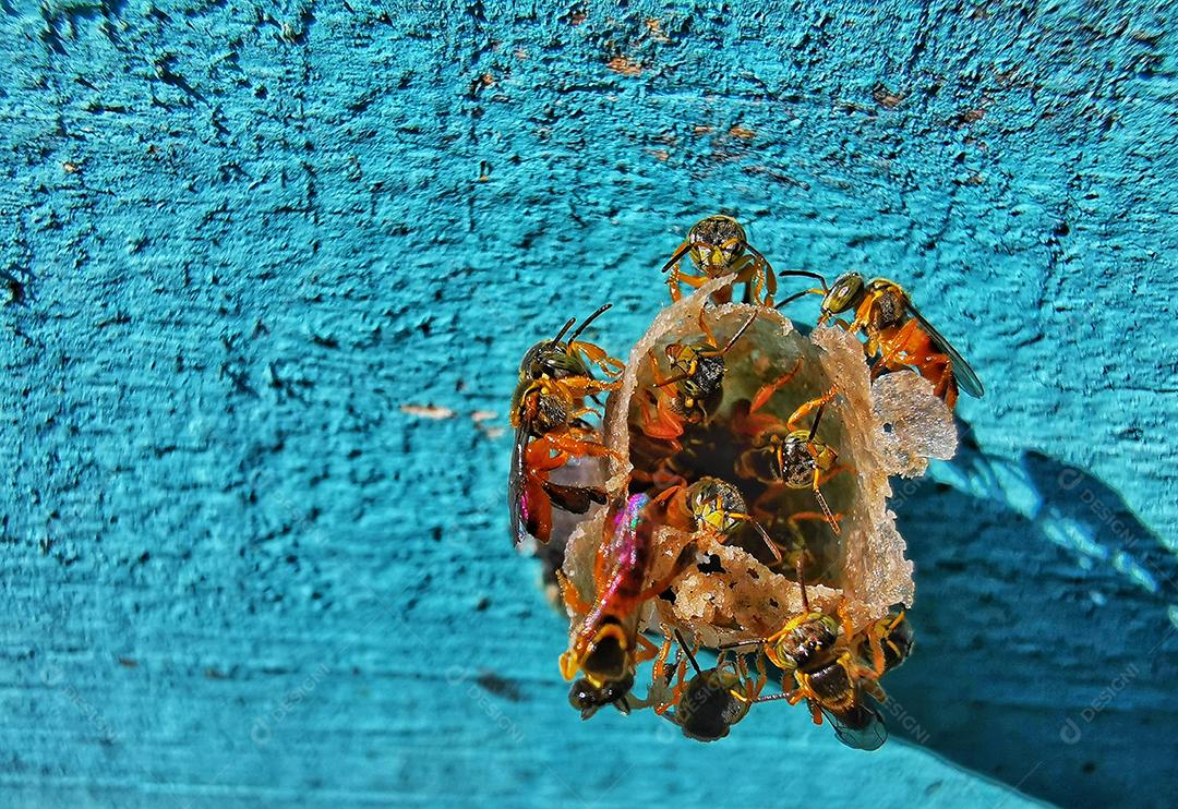 Vista da colmeia de pequenas abelhas..