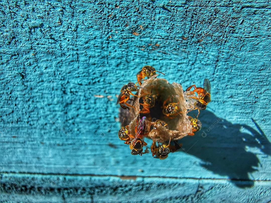 Vista da colmeia de pequenas abelhas..